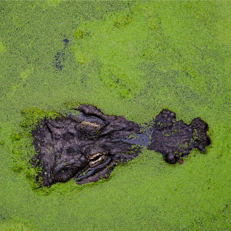 Piloto. Plataforma UMA. FITEI 46