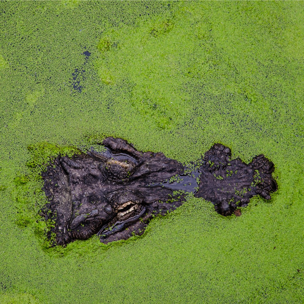 Piloto. Plataforma UMA. FITEI 46